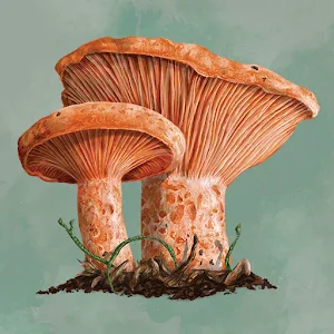 Mycelia The Board Game app icon