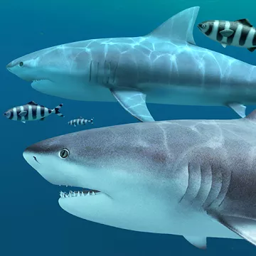 Sharks 3D - Live Wallpaper app icon
