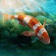 Aquarium Designer - v1.0.0