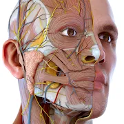 Visual Anatomy 3D app icon