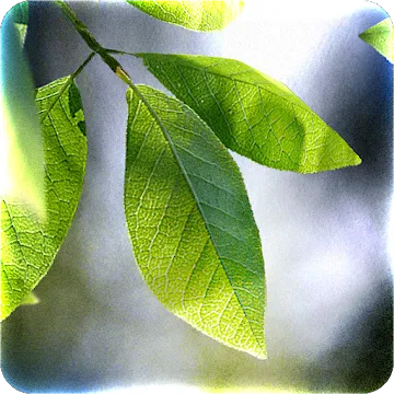 Fresh Leaves app icon