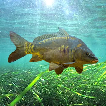 3DCARP2 app icon
