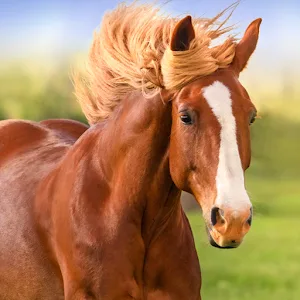The Horse app icon