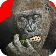 Flying Gorilla app icon
